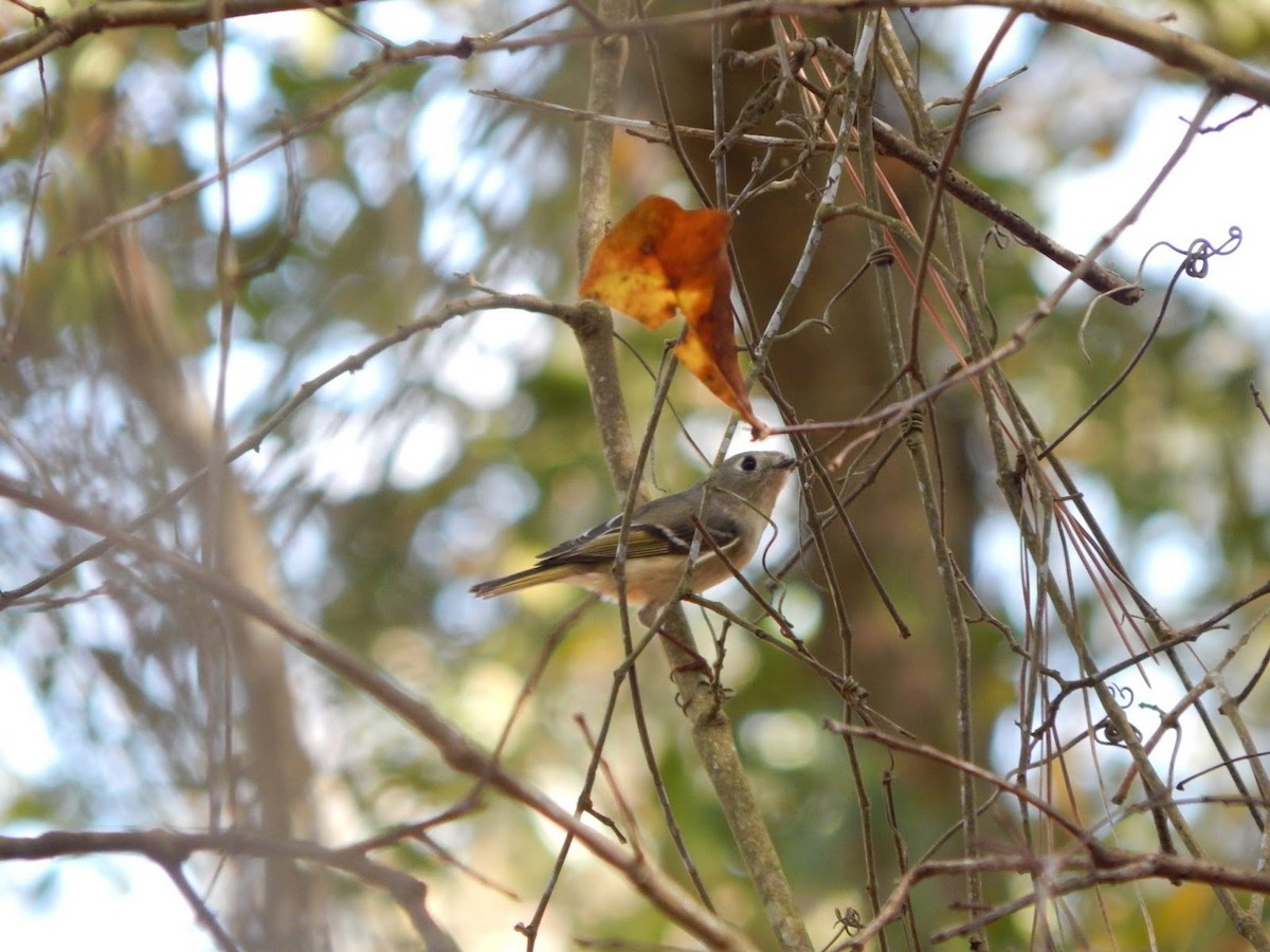 Ruby-crowned Kinglet - ML40878301