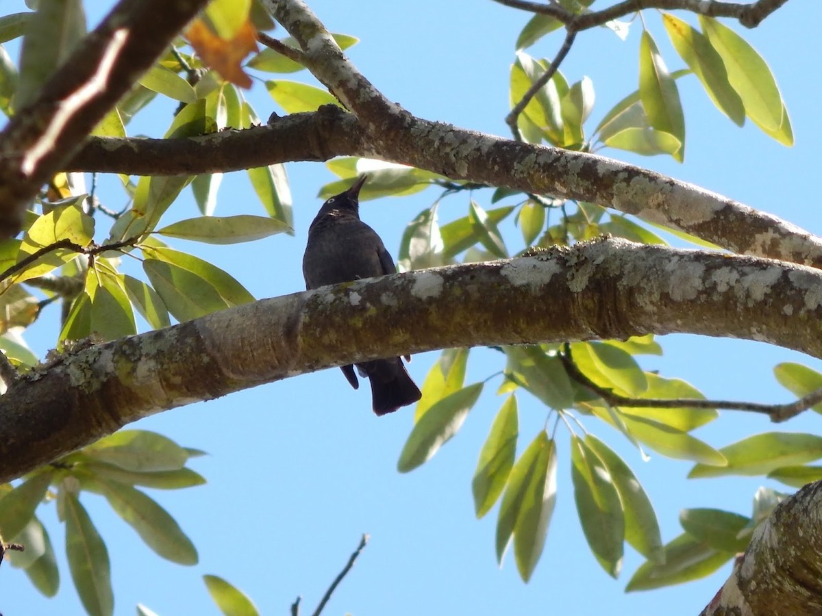 Rusty Blackbird - ML40878321