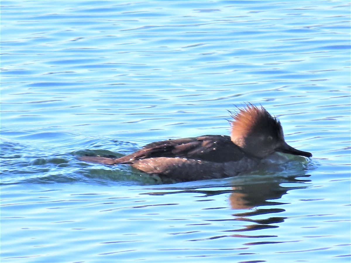 Hooded Merganser - ML408783441