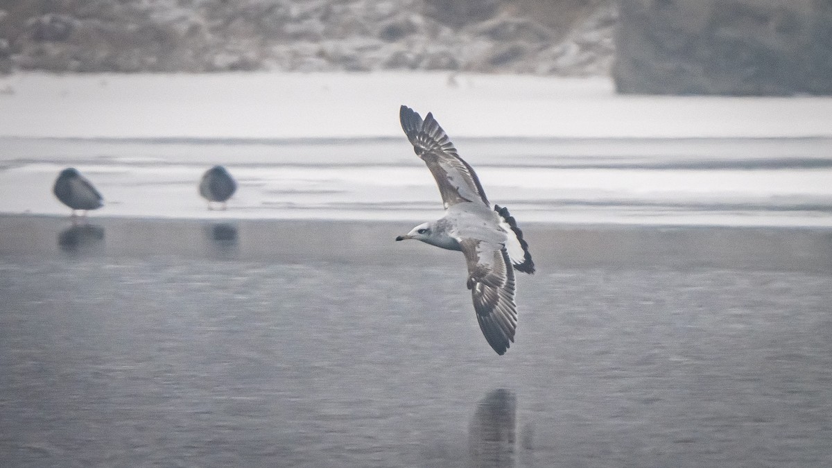 Pallas's Gull - ML408783791