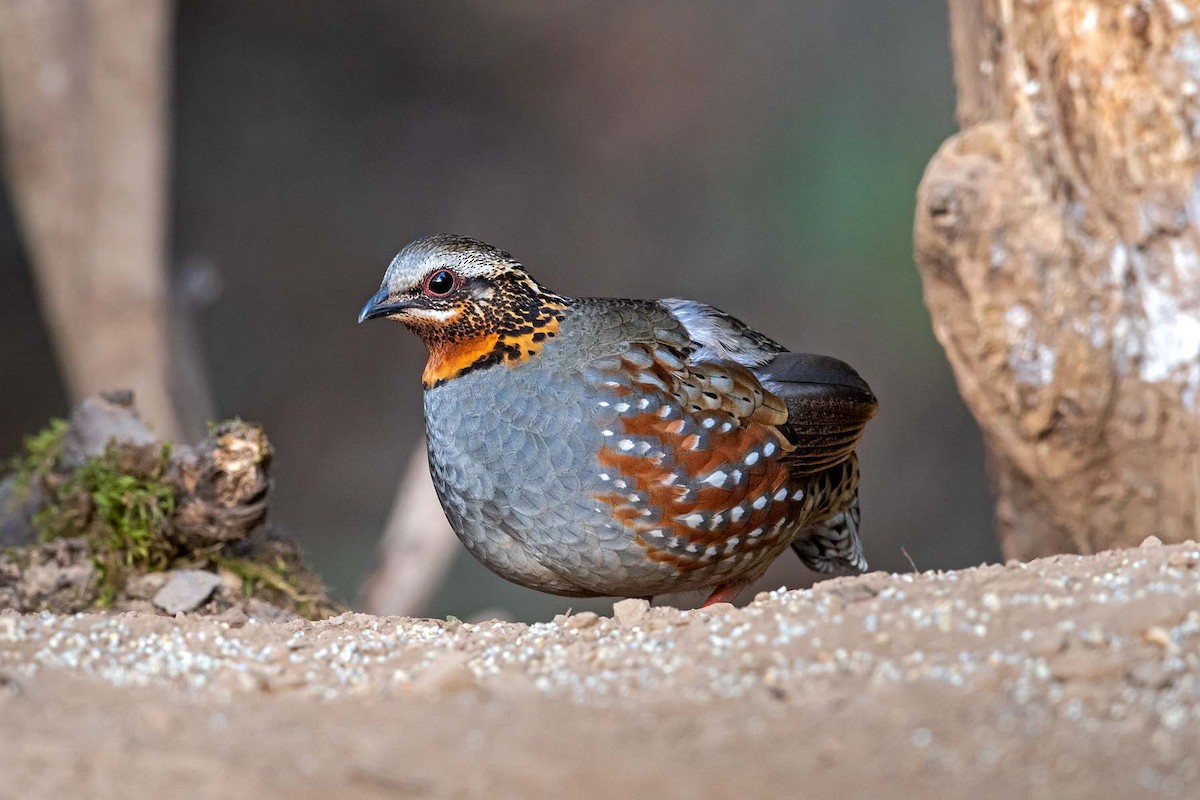 Rufous-throated Partridge - Aseem Kothiala