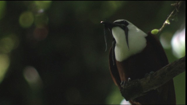 Three-wattled Bellbird - ML408785