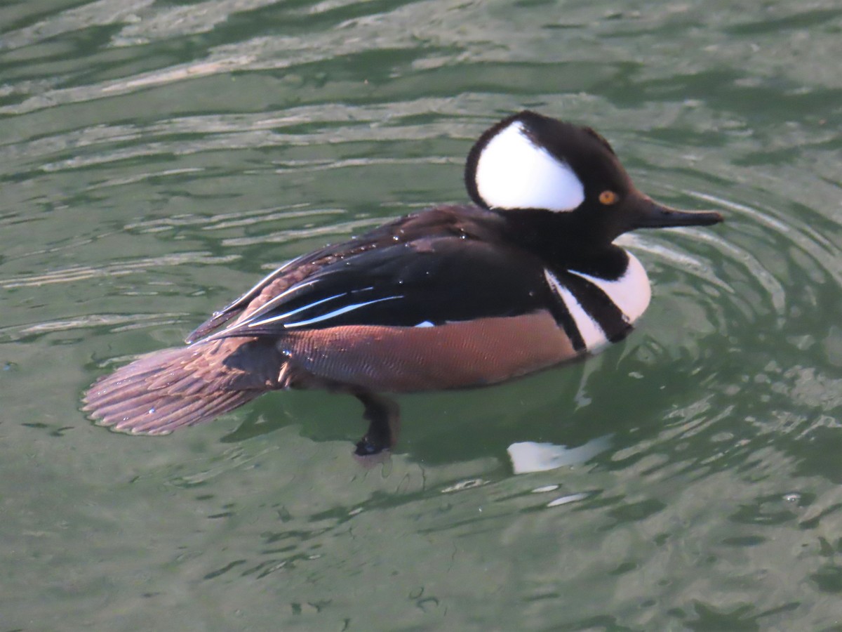 Hooded Merganser - ML408785851