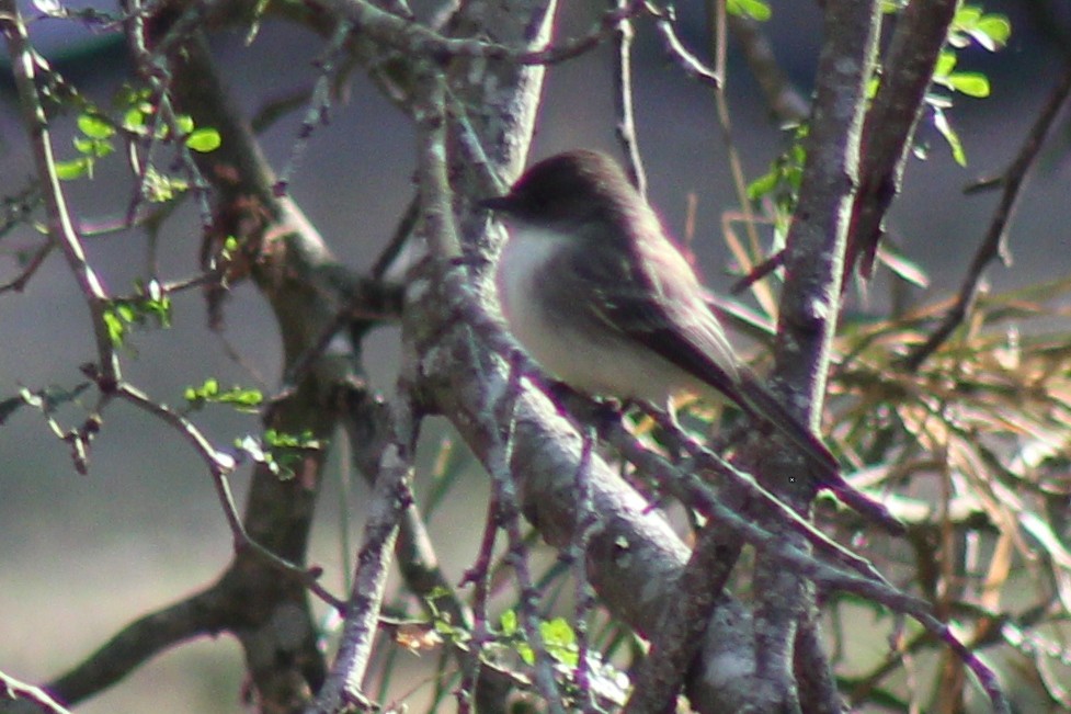 Eastern Phoebe - Sean Cowden