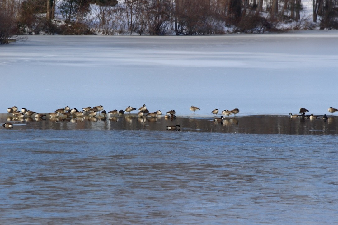 Canada Goose - JoAnn Dalley