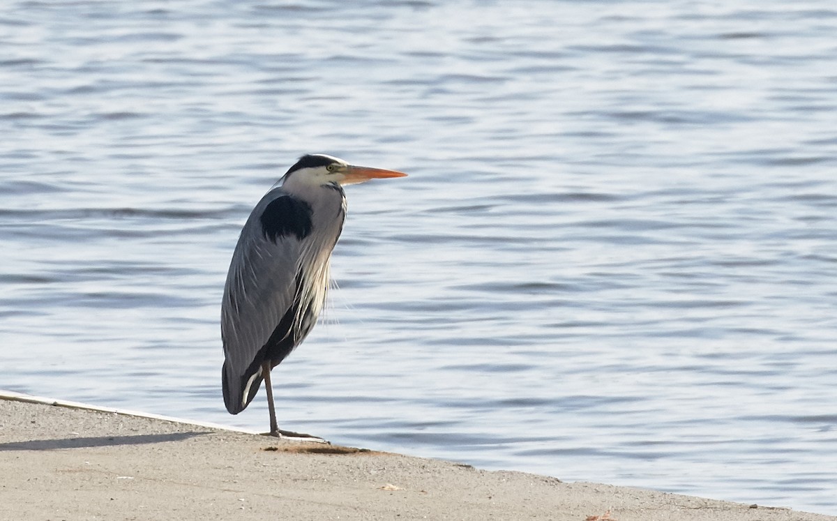 Gray Heron - ML40878861