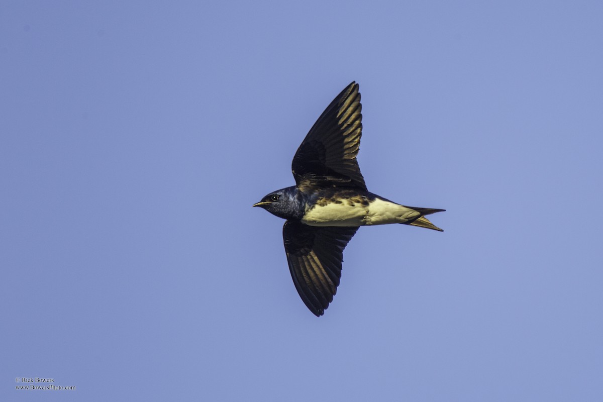 Sinaloa Martin - Rick Bowers