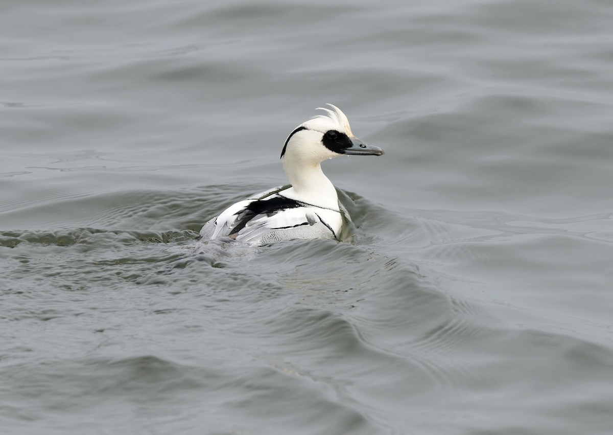 Smew - ML408789291