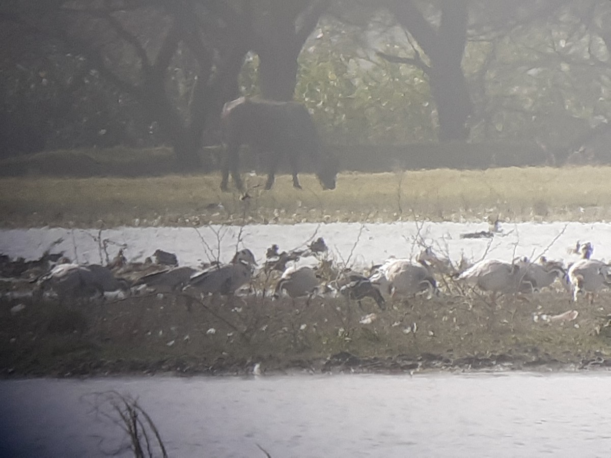 Branta lepagorria - ML408791701