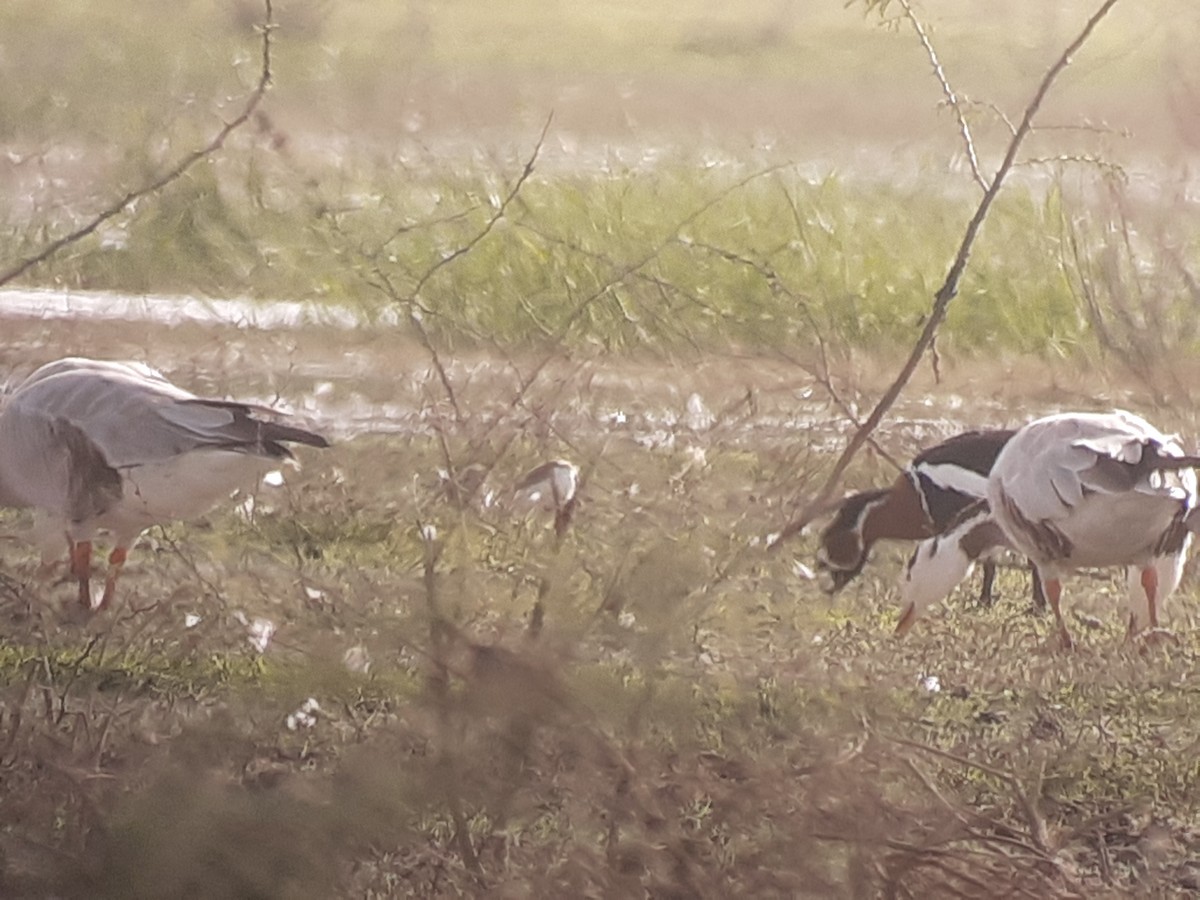 Red-breasted Goose - Naushad Theba