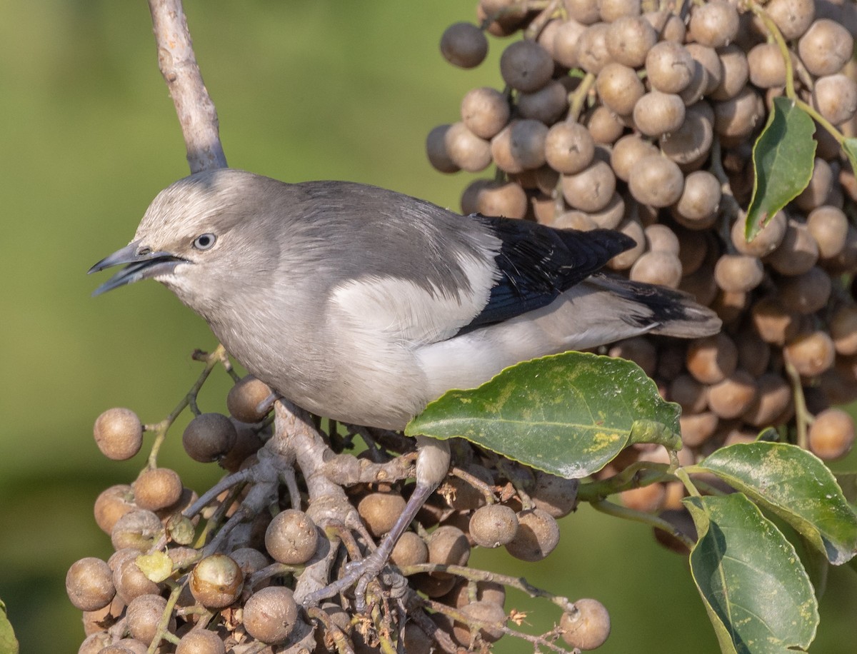 White-shouldered Starling - ML408792821