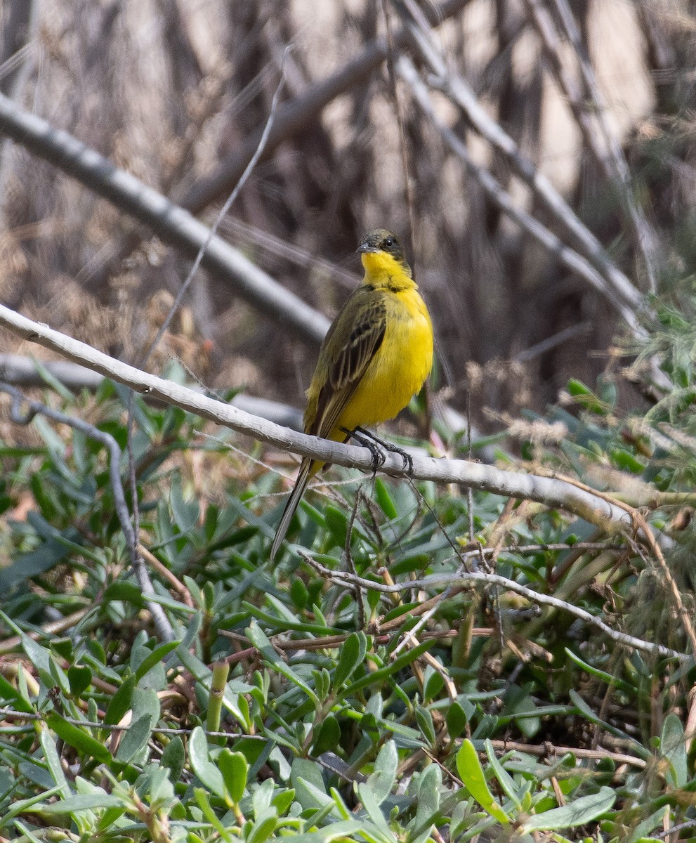 Western Yellow Wagtail (thunbergi) - ML408792981