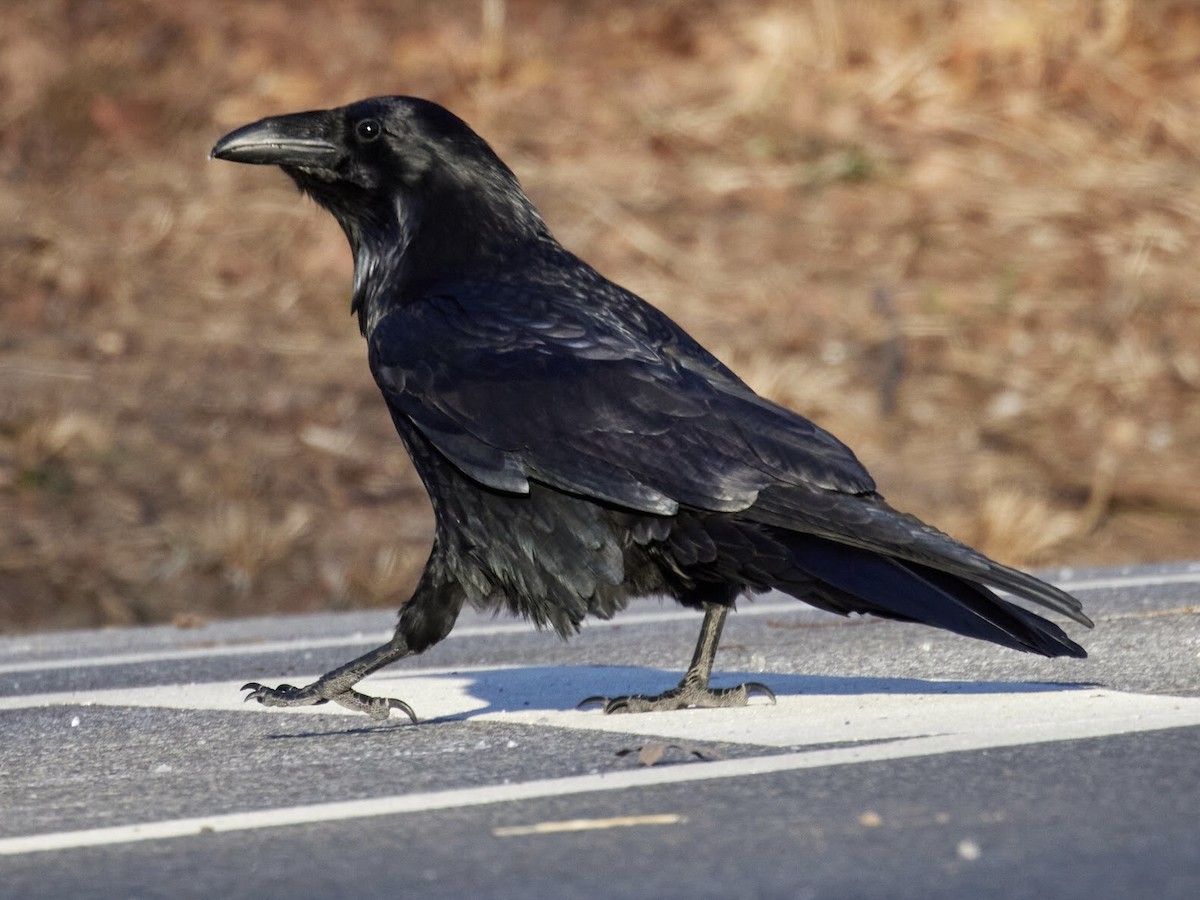 Common Raven - ML408793791