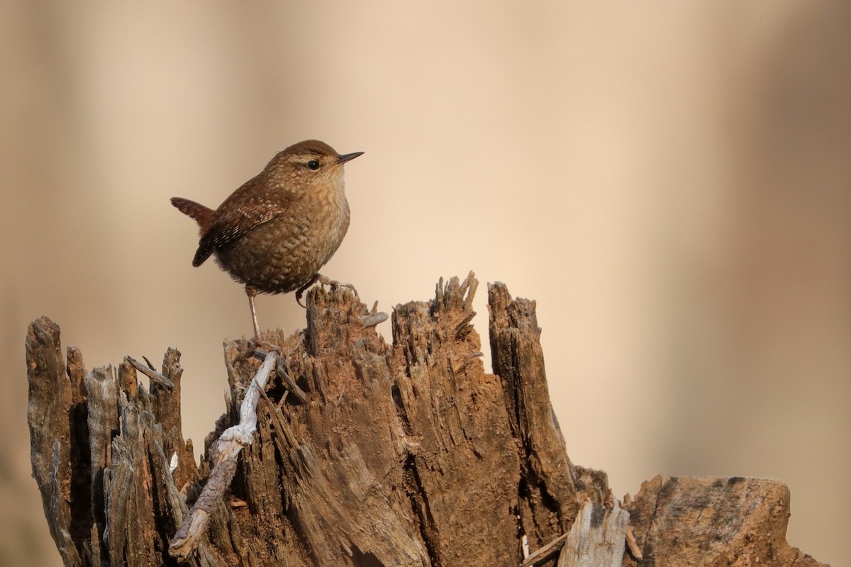 Winter Wren - ML408796531