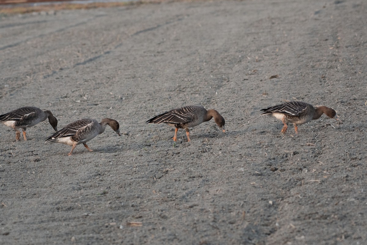 Taiga Bean-Goose - ML408797691