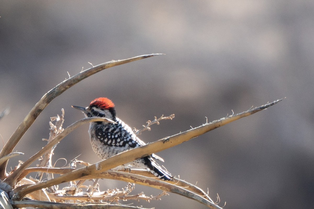 Ladder-backed Woodpecker - Bryant Reynolds