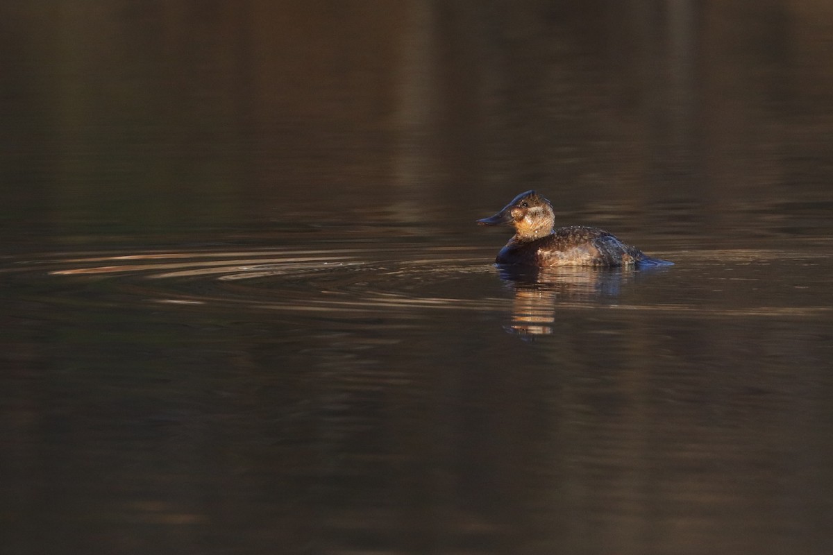 Ruddy Duck - ML408799801