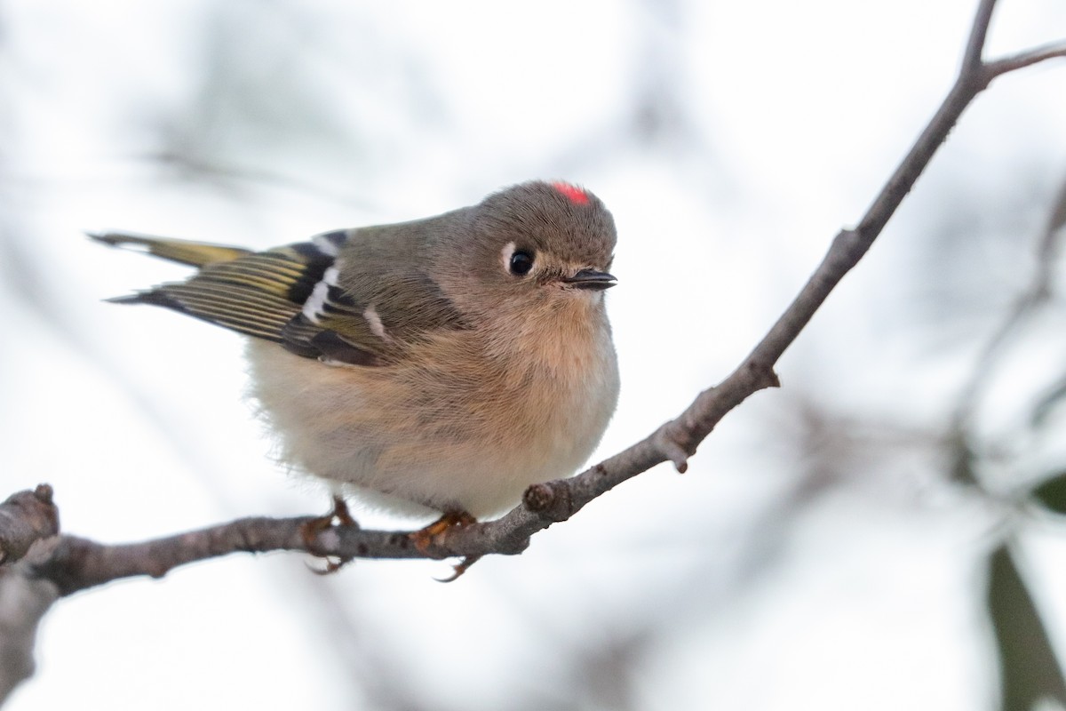 Ruby-crowned Kinglet - ML408799921