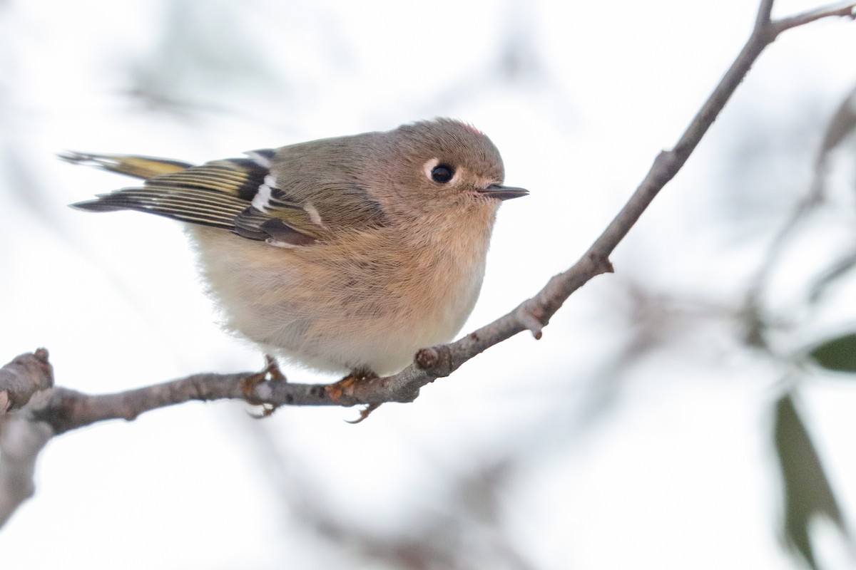 Ruby-crowned Kinglet - ML408799931