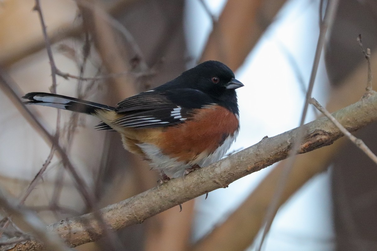 Eastern Towhee - ML408800001