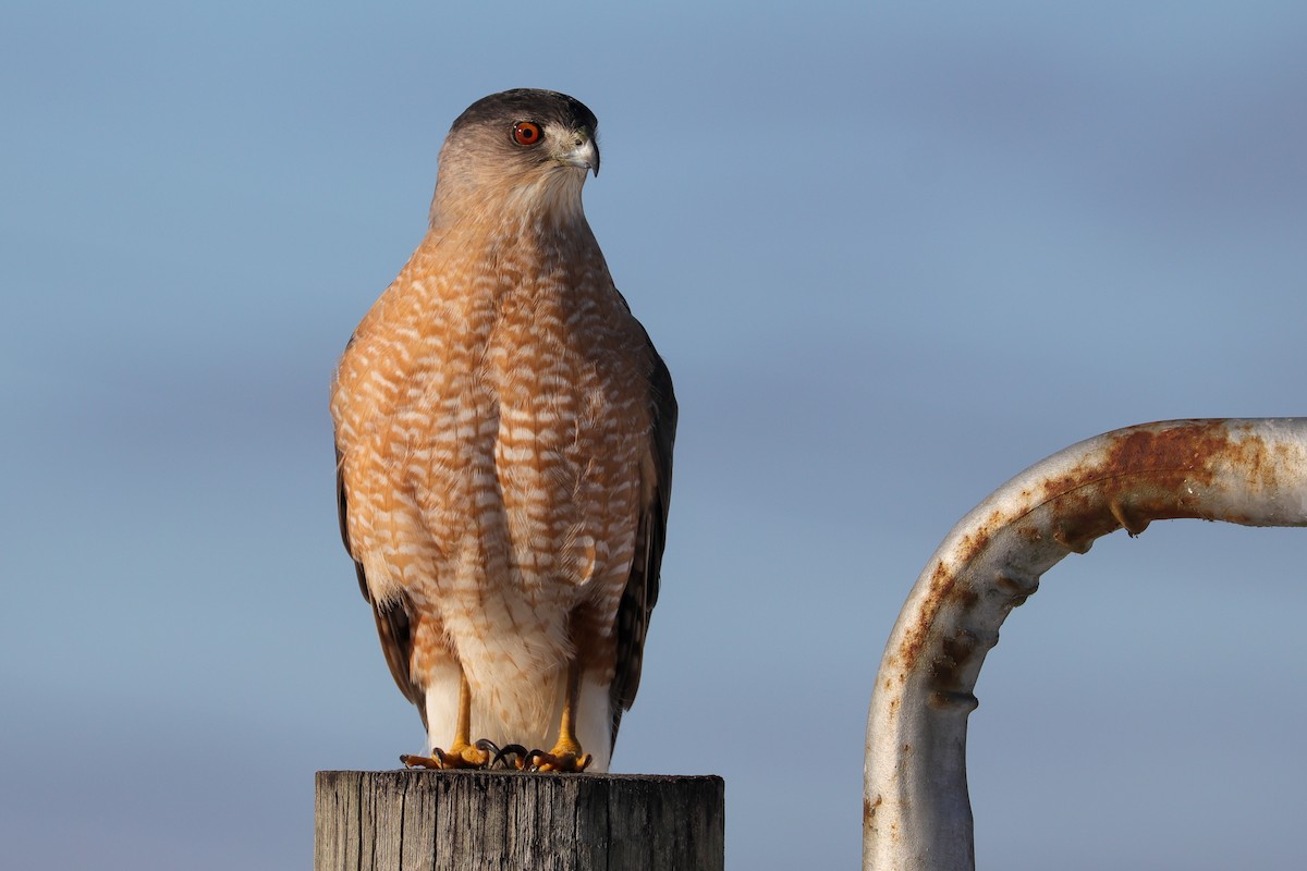Cooper's Hawk - ML408800081