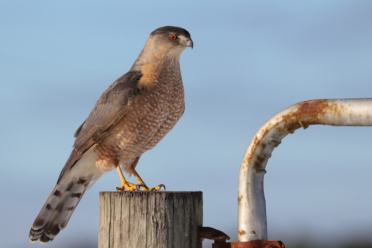 Cooper's Hawk - ML408800121