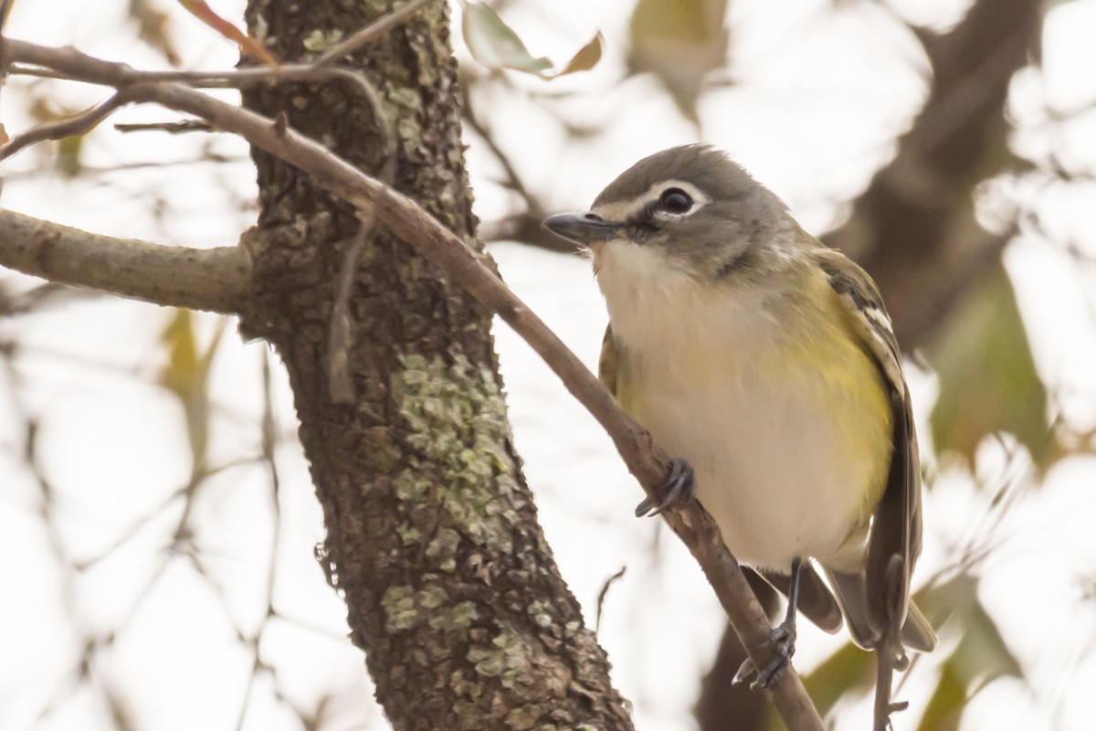 Mavi Başlı Vireo - ML408802131