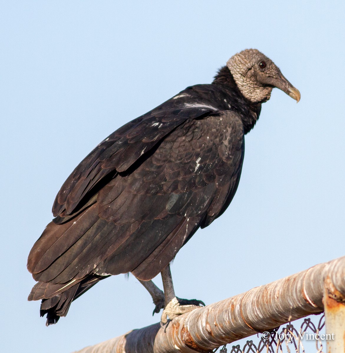 Black Vulture - ML408803051
