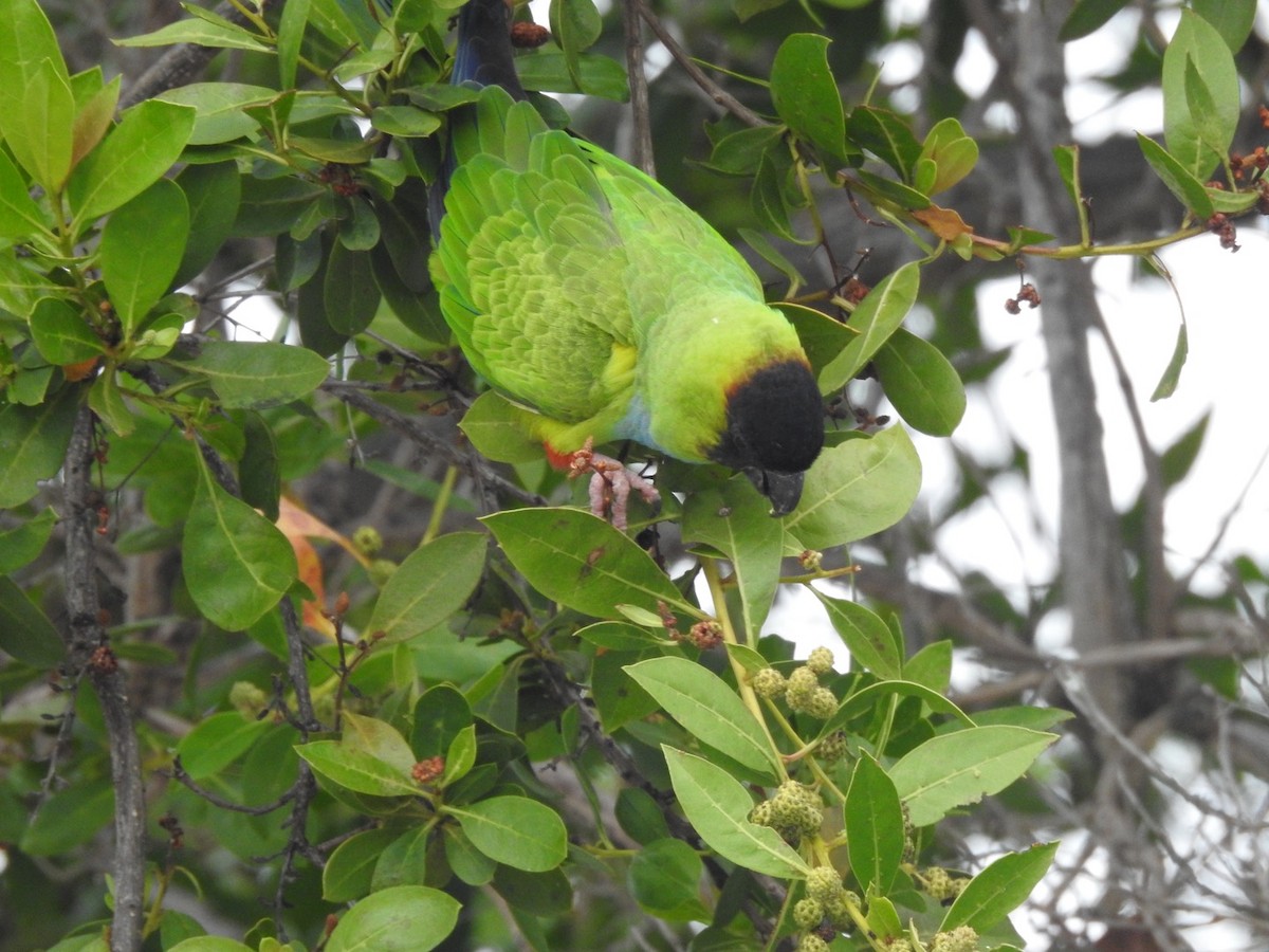 Nanday Parakeet - ML408803151