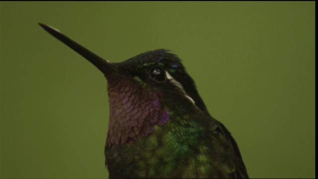 kolibřík fialovohrdlý - ML408806