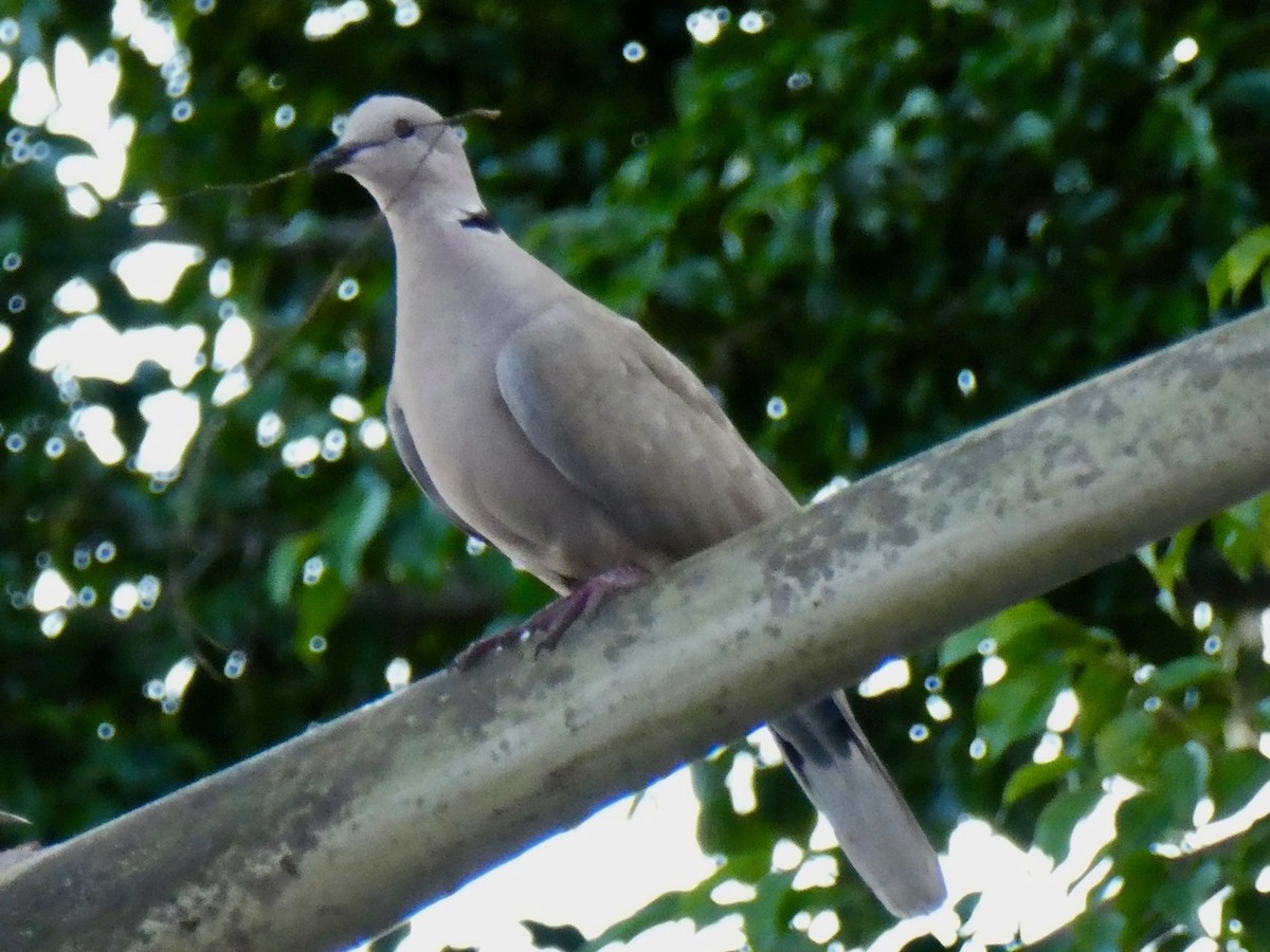 Eurasian Collared-Dove - ML40880761