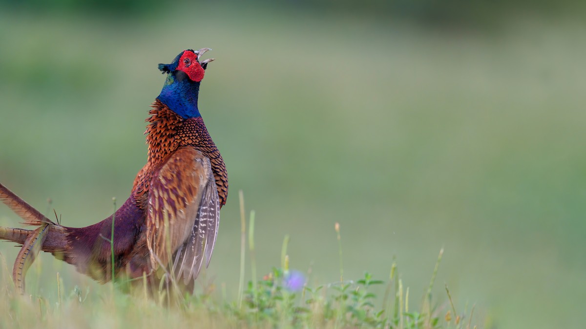 Ring-necked Pheasant - babur hakarar