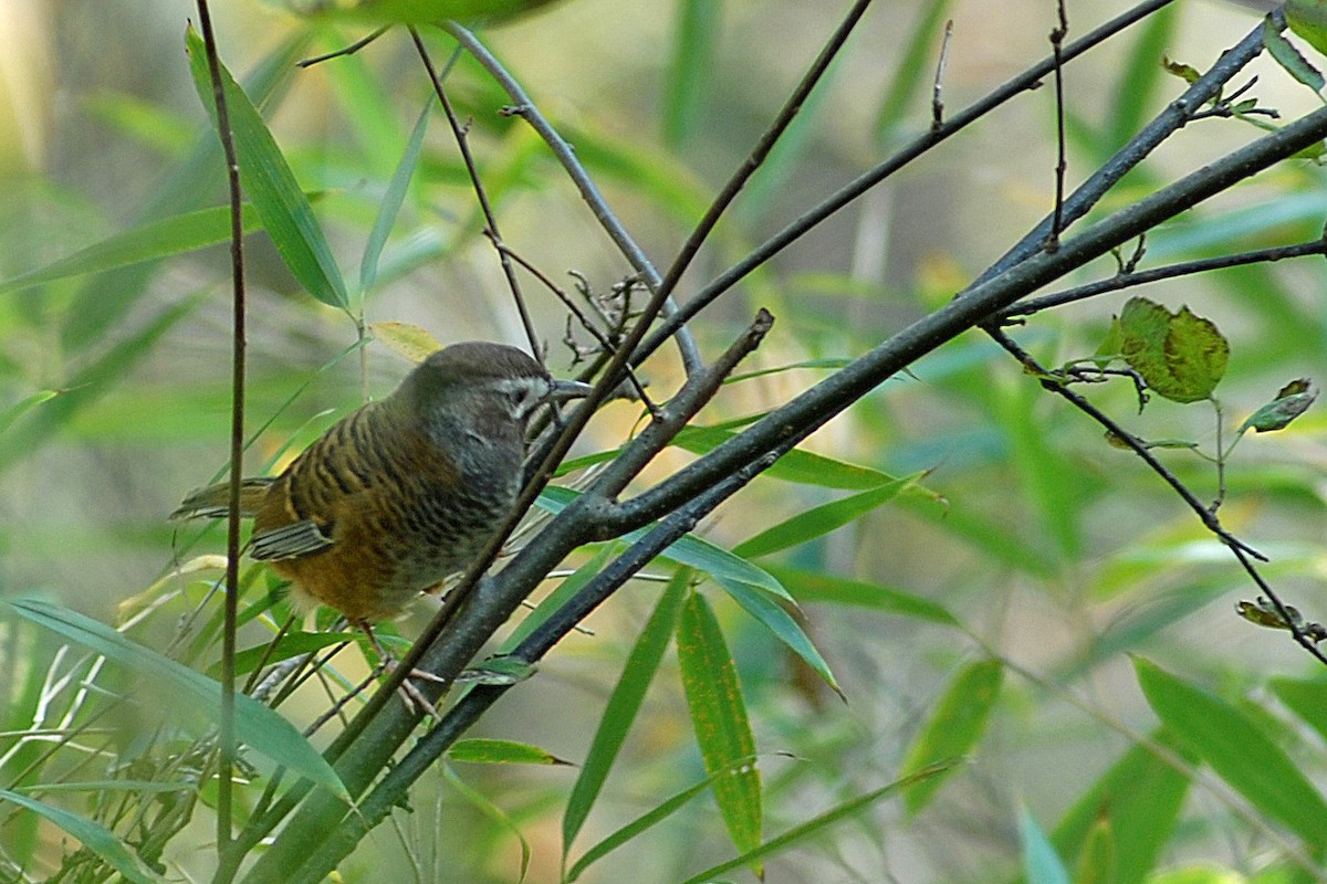 Barred Laughingthrush - ML408808011