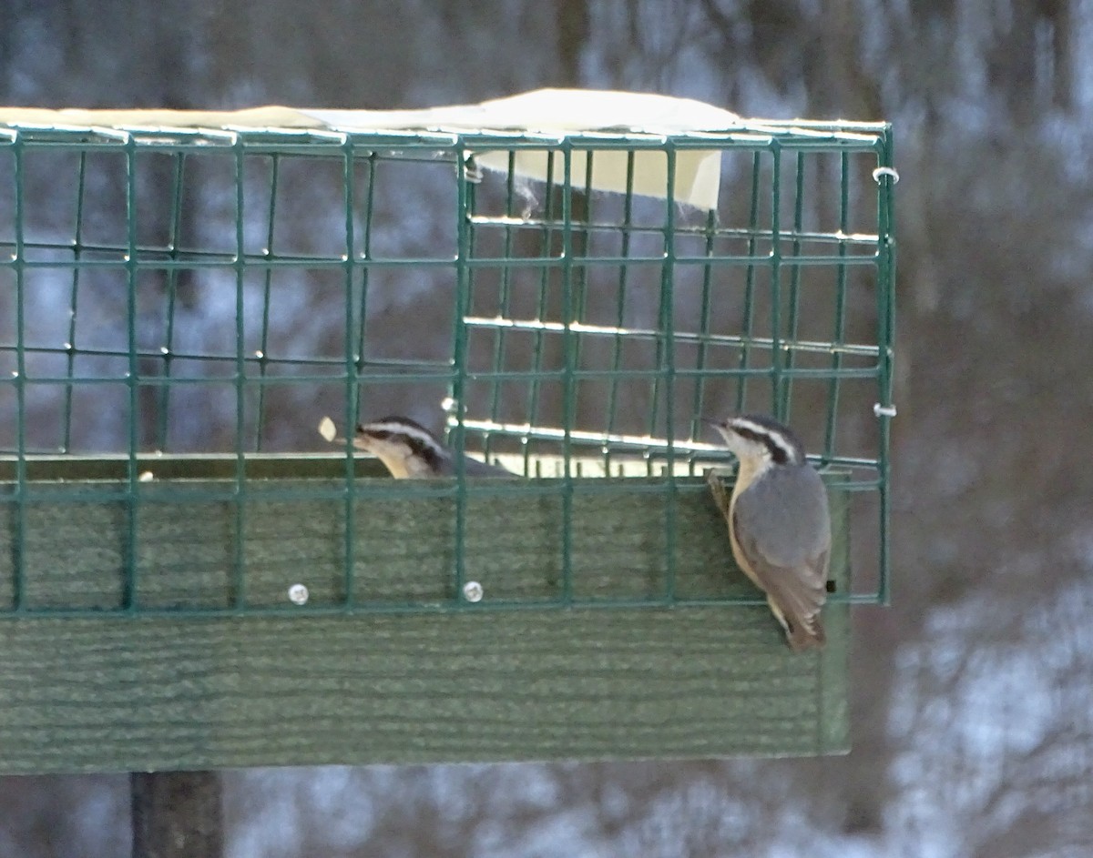 Red-breasted Nuthatch - ML408810231