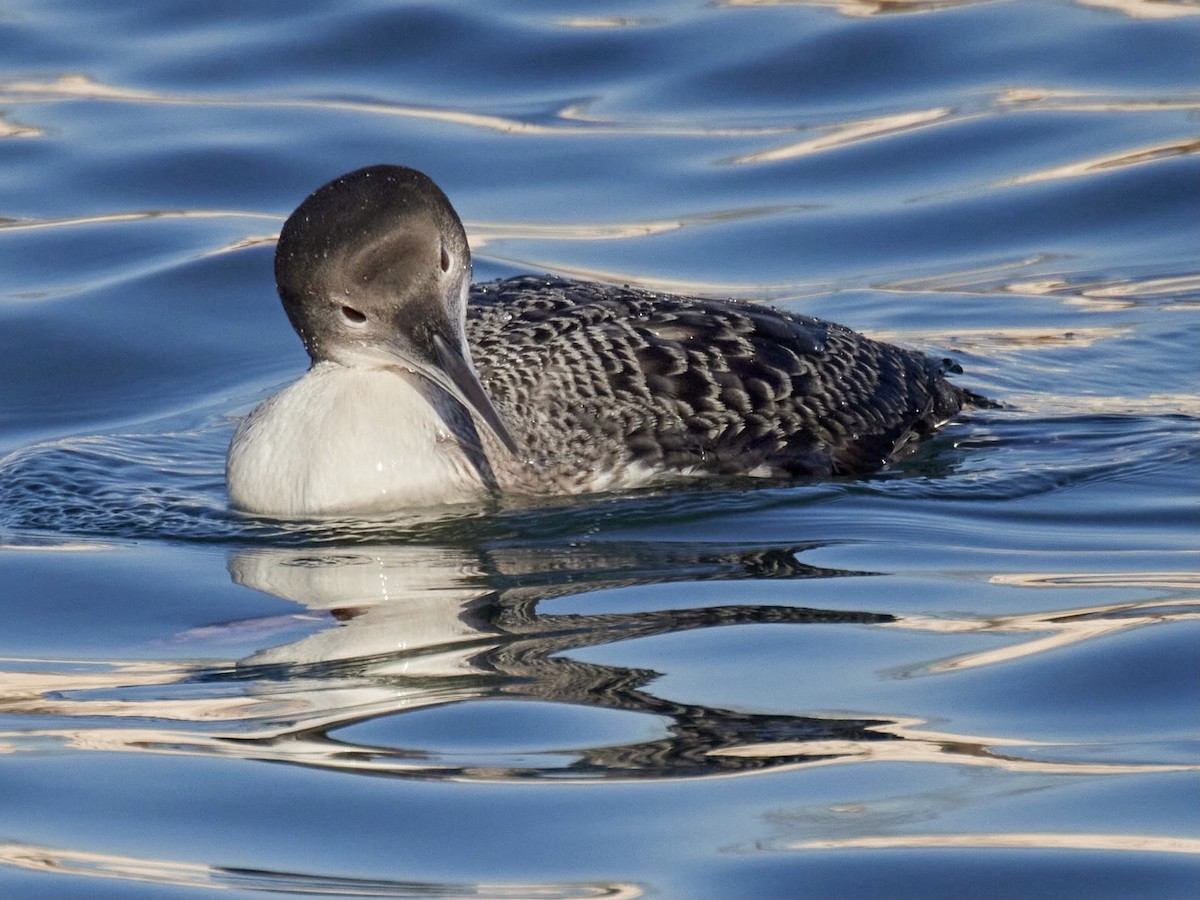 Common Loon - ML408810331