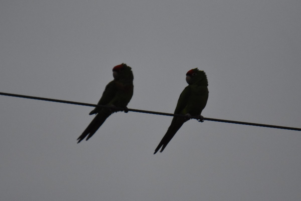 Scarlet-fronted/Cordilleran Parakeet - ML408811711