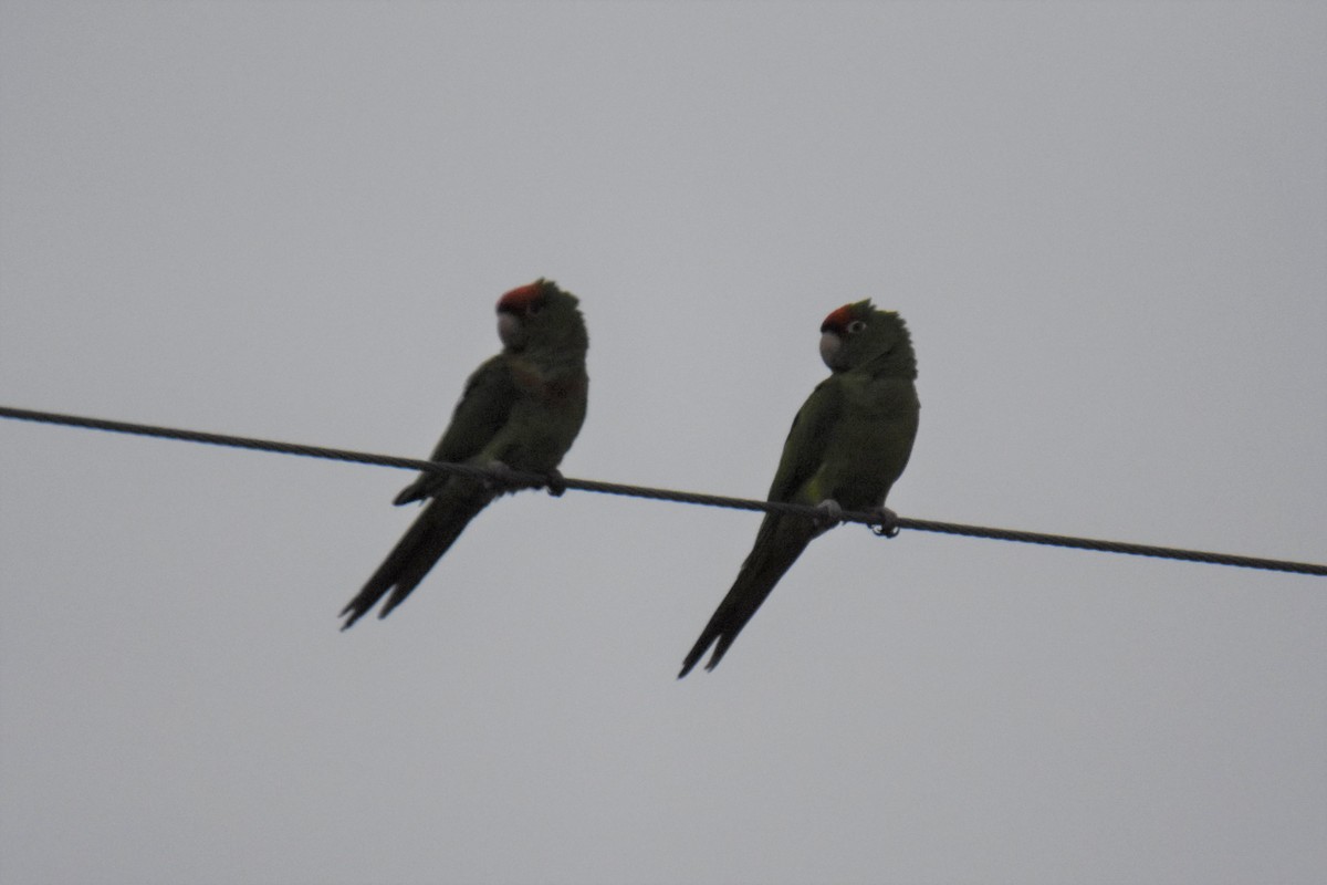 Scarlet-fronted/Cordilleran Parakeet - ML408811831