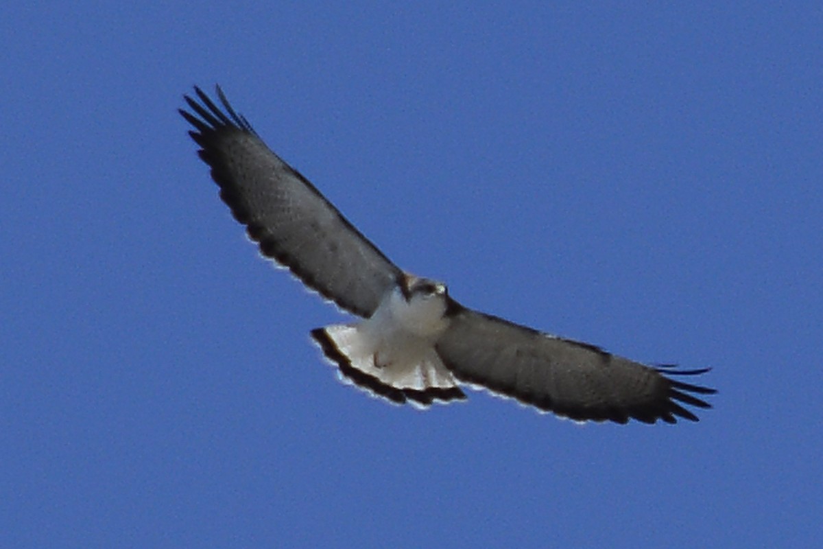 Variable Hawk - ML408812301