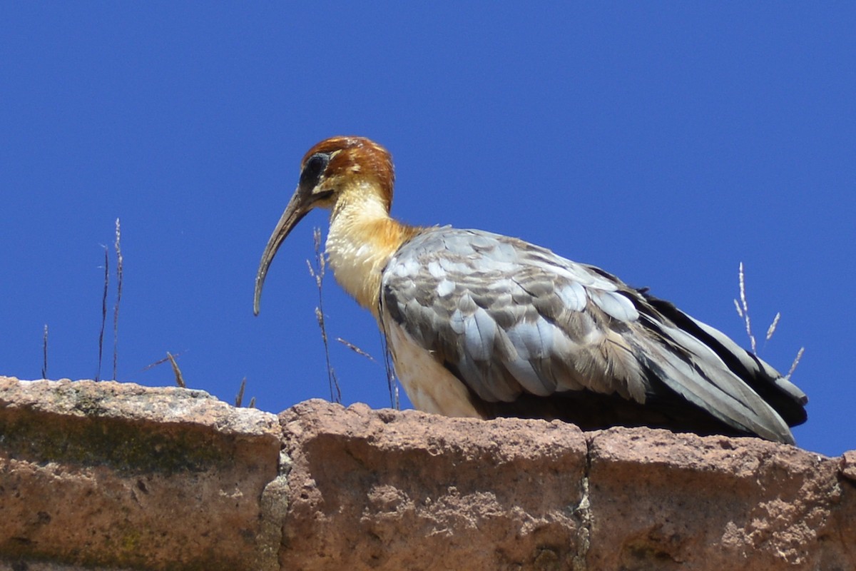 ibis šedokřídlý - ML408812351