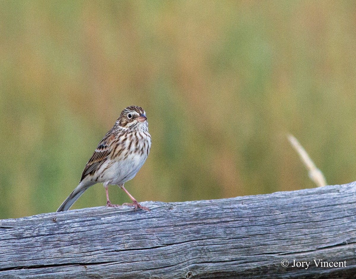 Vesper Sparrow - ML408813361