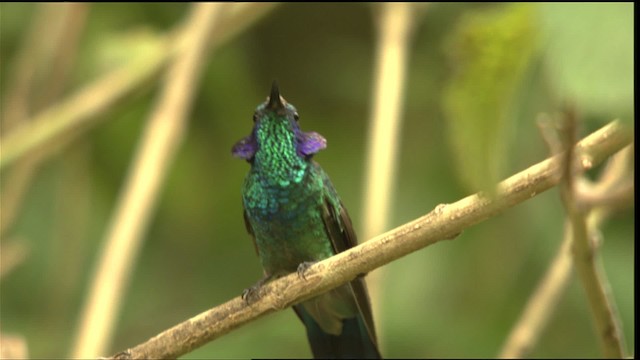 Colibri cyanote (cabanidis) - ML408815