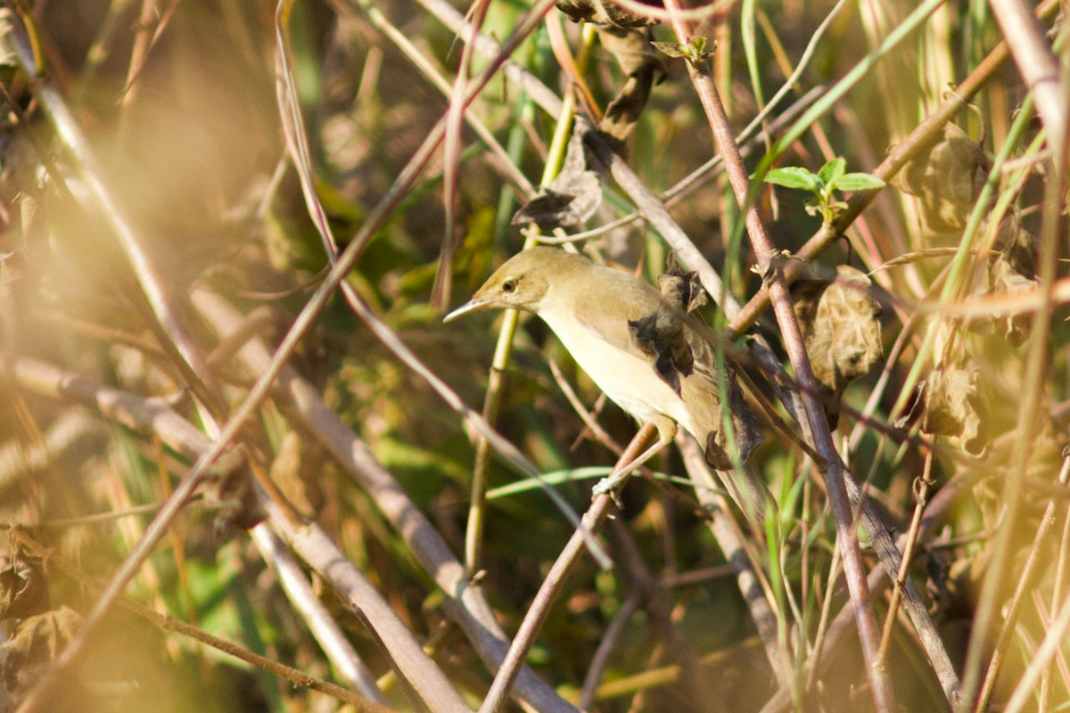 Бутны охил бялзуухай - ML408815281