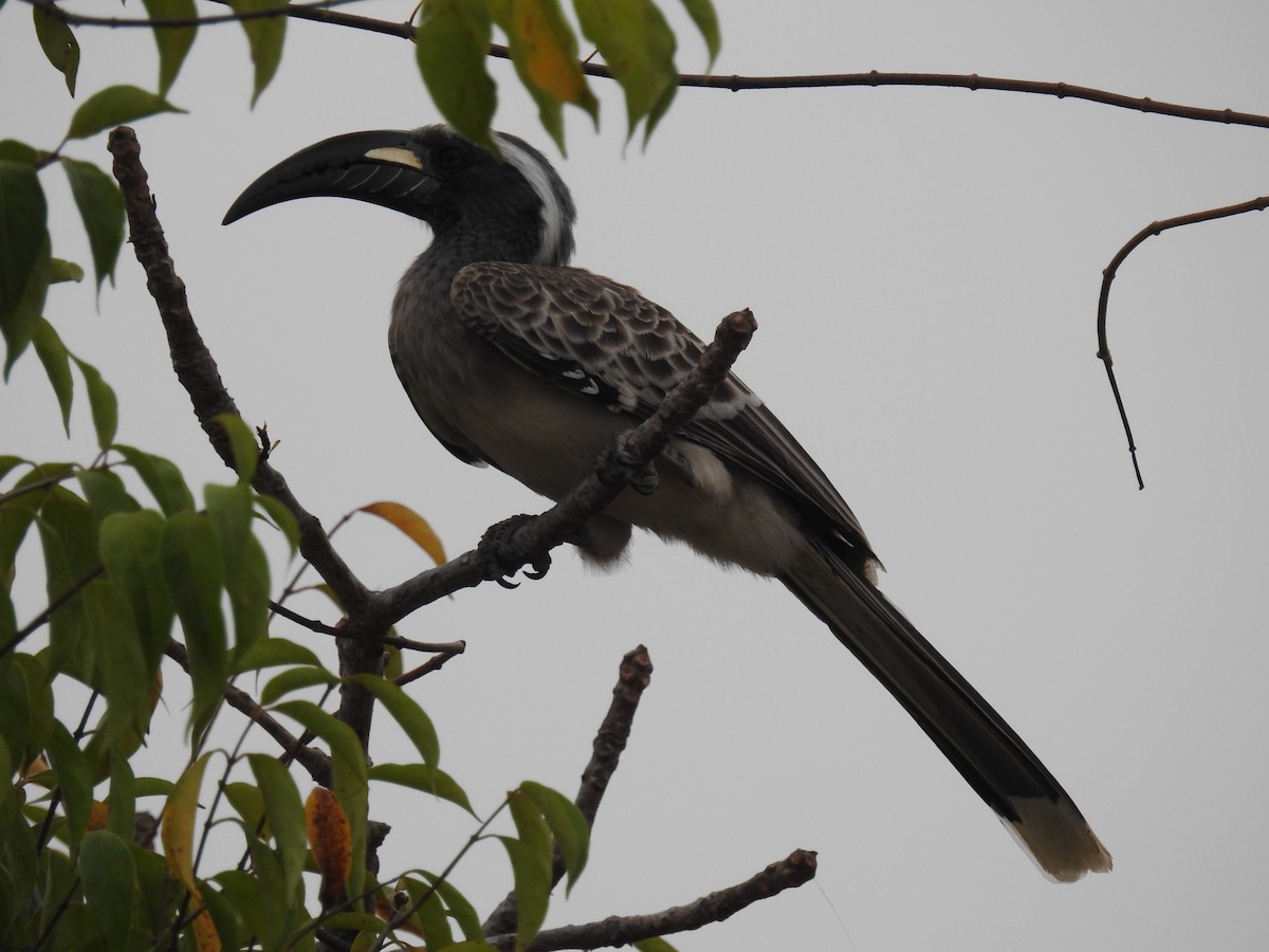 African Gray Hornbill - ML408816681