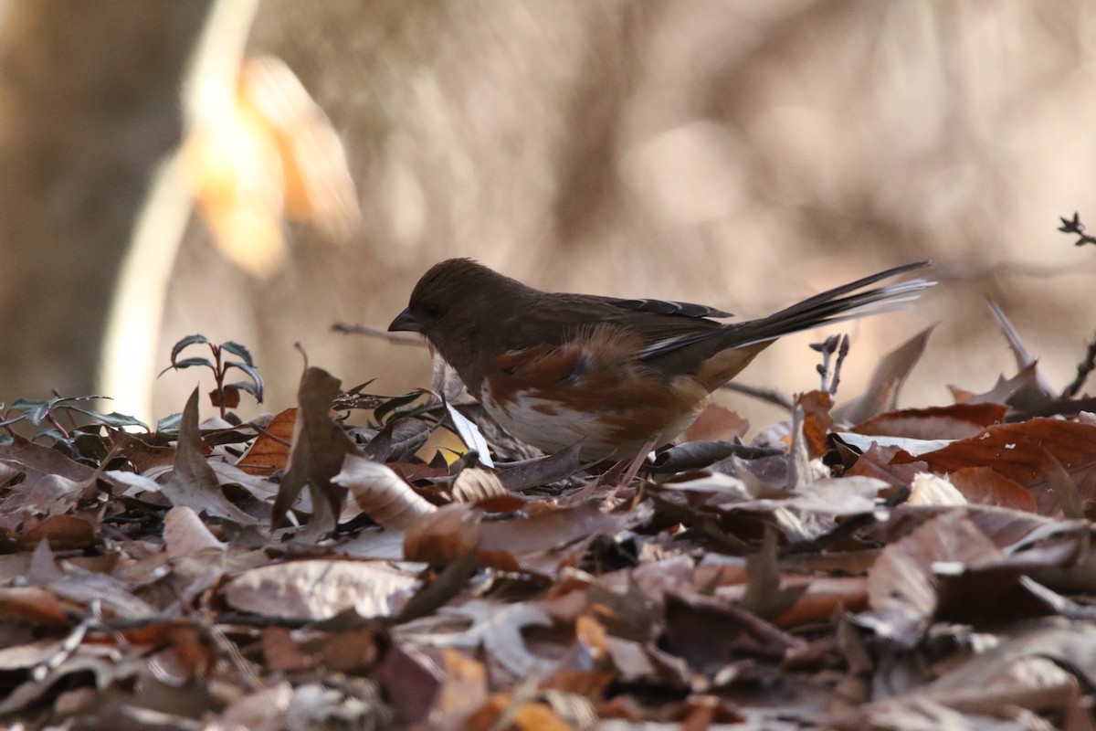 ワキアカトウヒチョウ - ML408818341