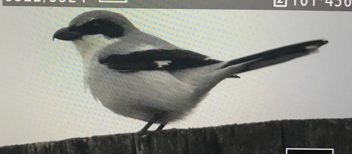Loggerhead Shrike - ML408818351