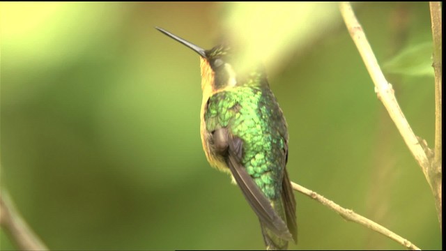 hummingbird sp. - ML408819