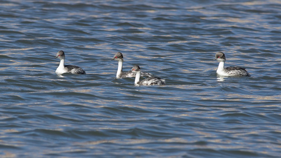 Silvery Grebe (Andean) - Jorge Claudio Schlemmer