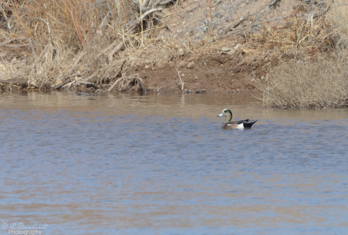 American Wigeon - ML408820981