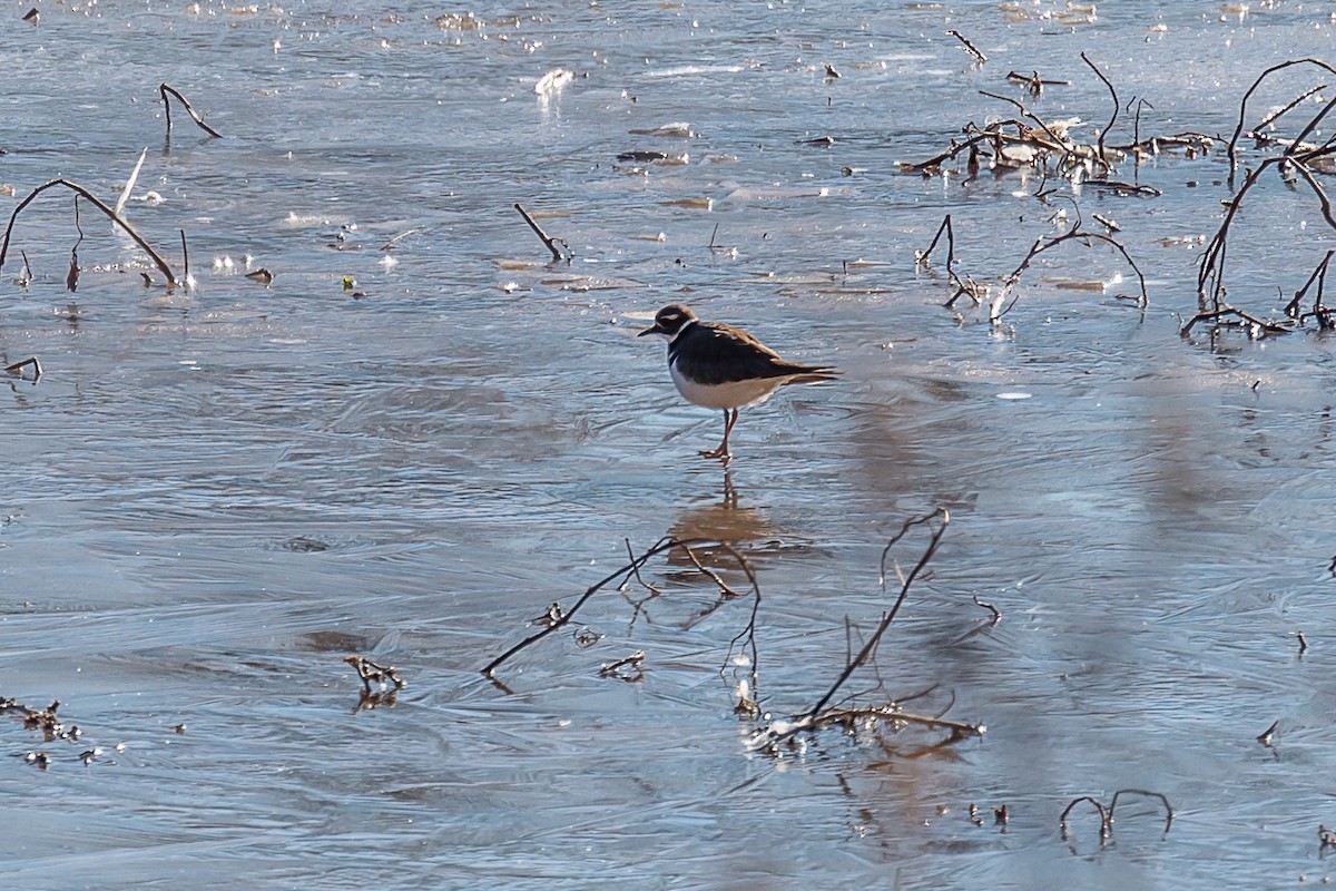 Killdeer - ML408821041