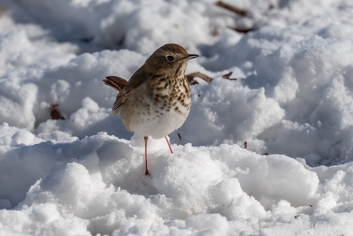 Hermit Thrush - ML408821351